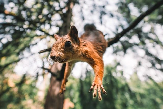 Eichhörnchen springt vom Baum