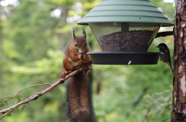 Do Squirrels Drive Birds Away From Feeders?