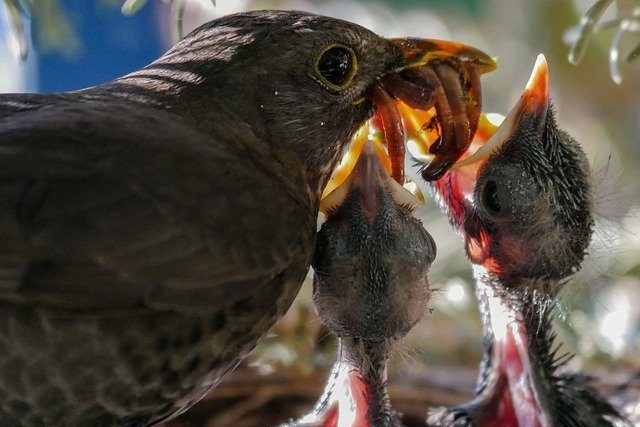Vogel füttert Jungen mit Würmern
