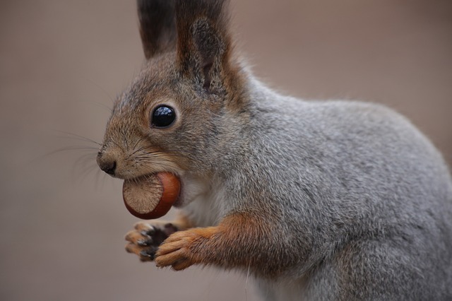 Eichhörnchen öffnet Haselnuss