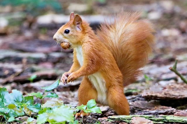 30 interessante und lustige fakten zu eichhörnchen