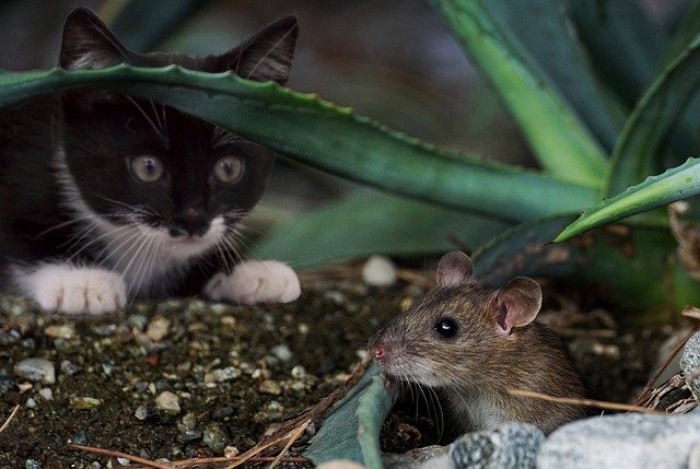 Katze schleicht sich an Maus heran