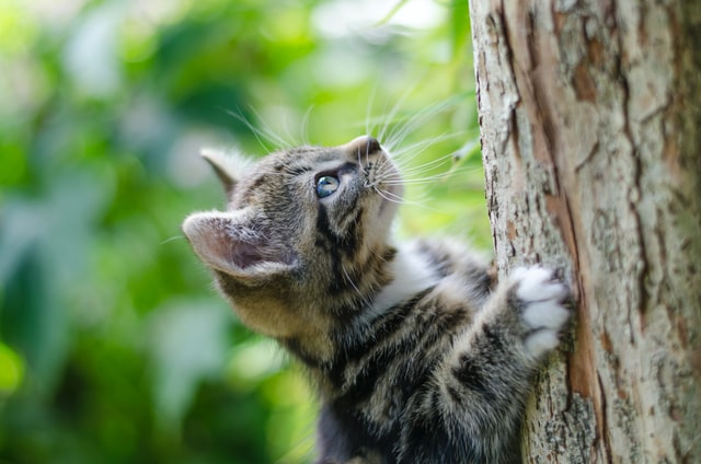 Katze beobachtet Eichhörnchen