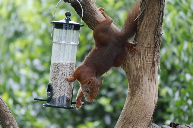 Eichhörnchen greift nach Futter 