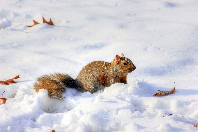 Eichhörnchen im Winter