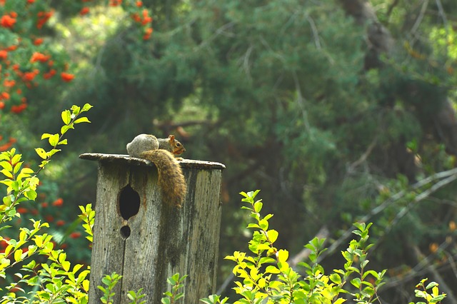 Eichhörnchen sitzt auf Häusschen 