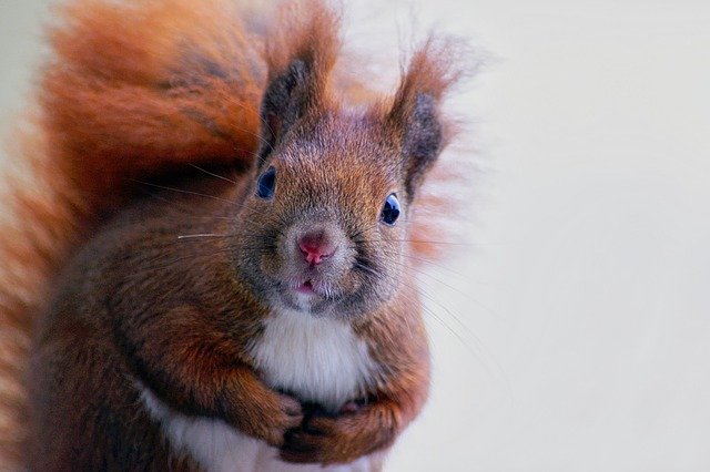 Eichhörnchen Gesicht