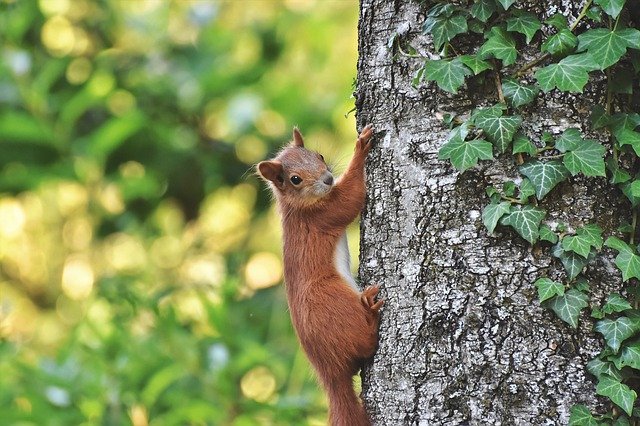 Eichhörnchen klettert am Baum 