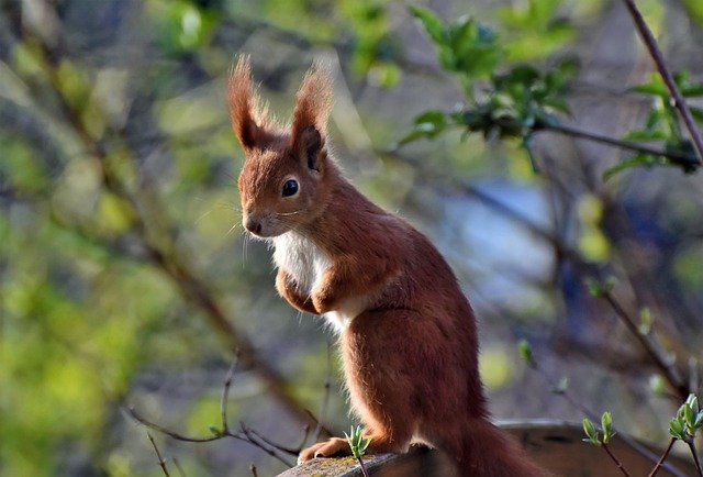 Eichhörnchen sitzt auf Baum 