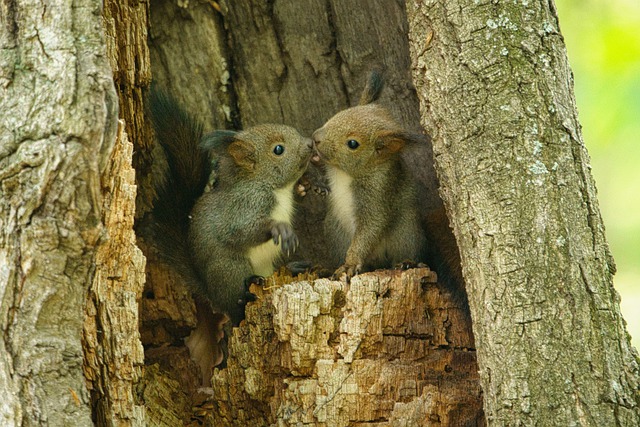Zwei Eichörnchen Jungen 