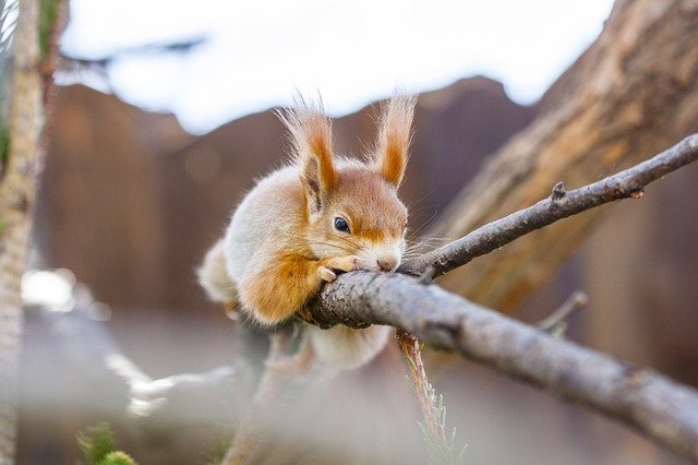 Eichhörnchen klettert auf Ast