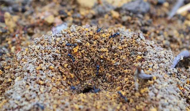 Der Ameisenhaufen - Wissenswertes rund um das Ameisennest