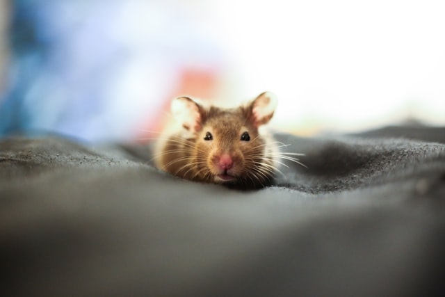 Ratte im Haus