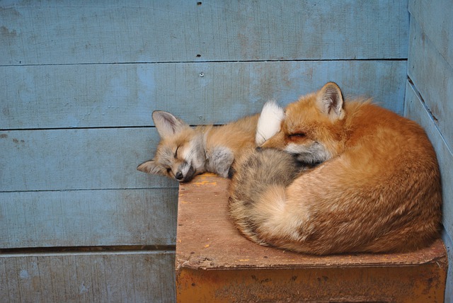 Fuchswelpe mit Mutter
