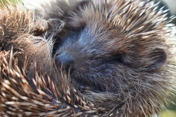 Wie erkennt man, ob ein Igel tot ist oder Winterschlaf hält?