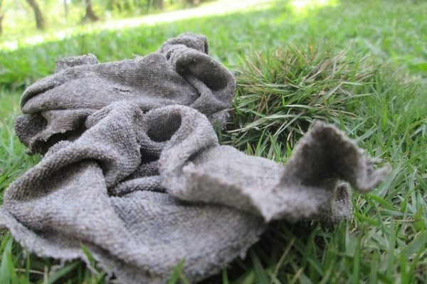 10 ultimative Tipps, wie du Waschbären aus deinem Garten vertreibst