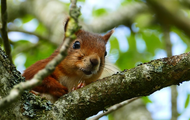 Eichhörnchen im Baum 