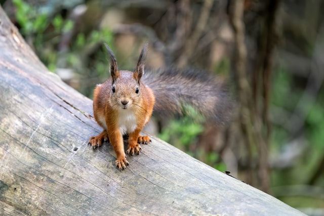 Eichhörnchen anlocken – 8 gelingsichere Tipps - Garten Tiere