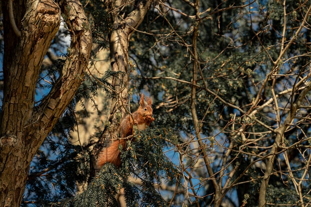 Eichhörnchen im Baum 