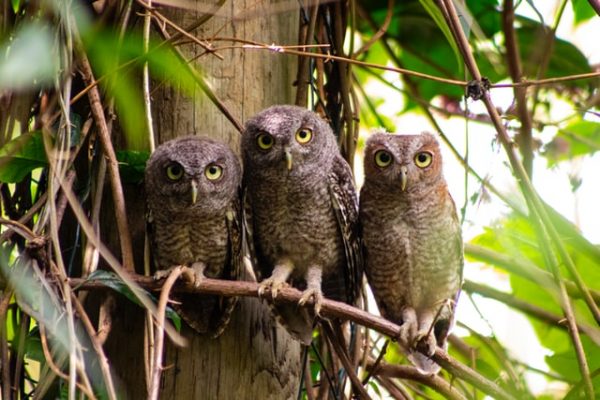 Eulenarten im Überblick – die häufigsten heimischen Arten - Garten Tiere