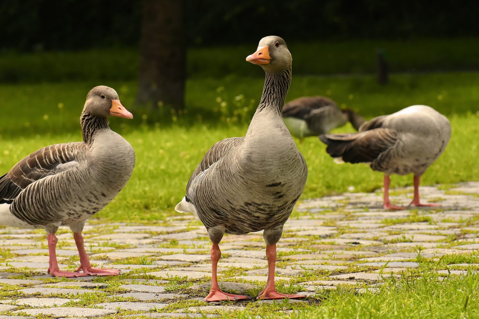 Gänsearten im Überblick Unsere heimischen Gänse