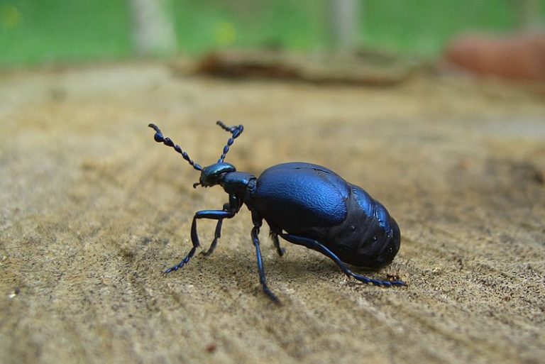 Blauer Käfer Blaue Käferarten im Überblick