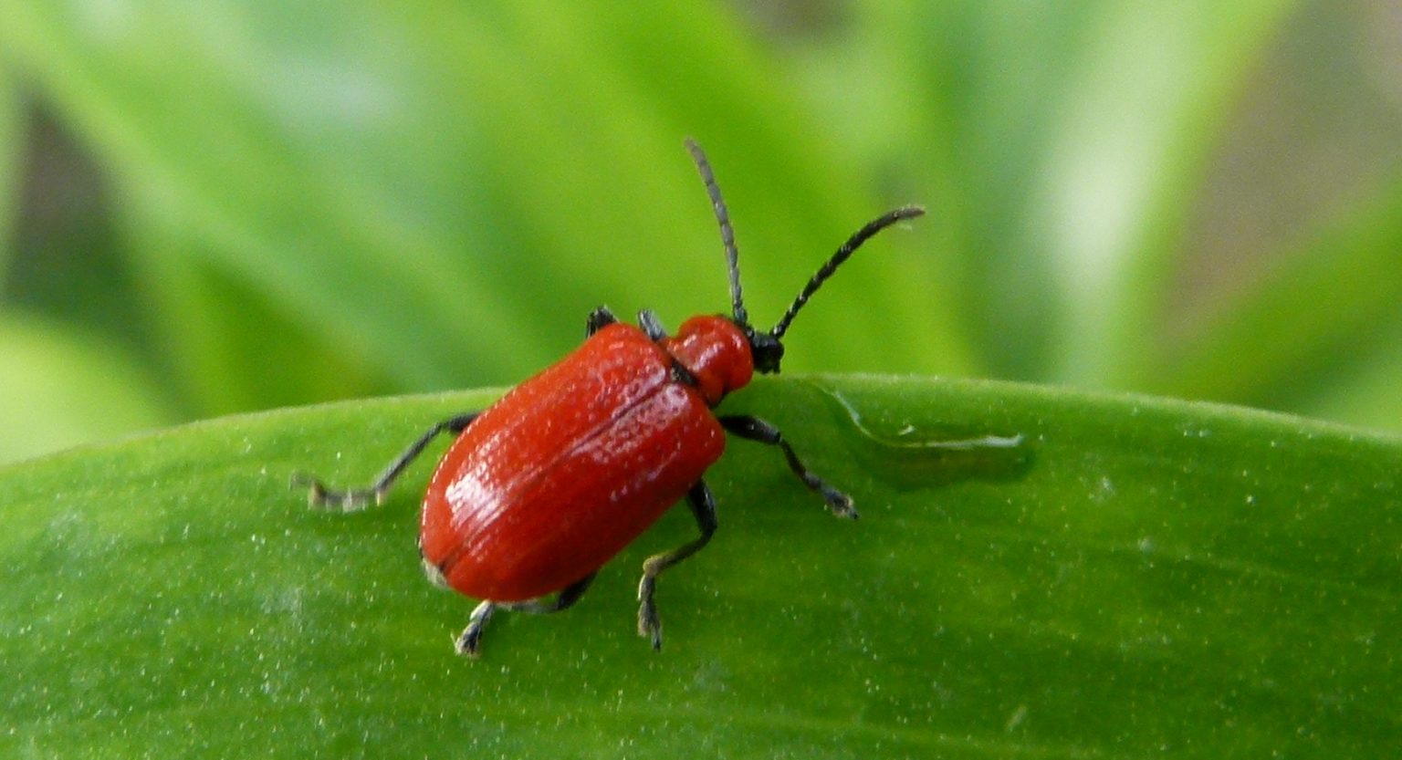 kleine rote käfer im garten