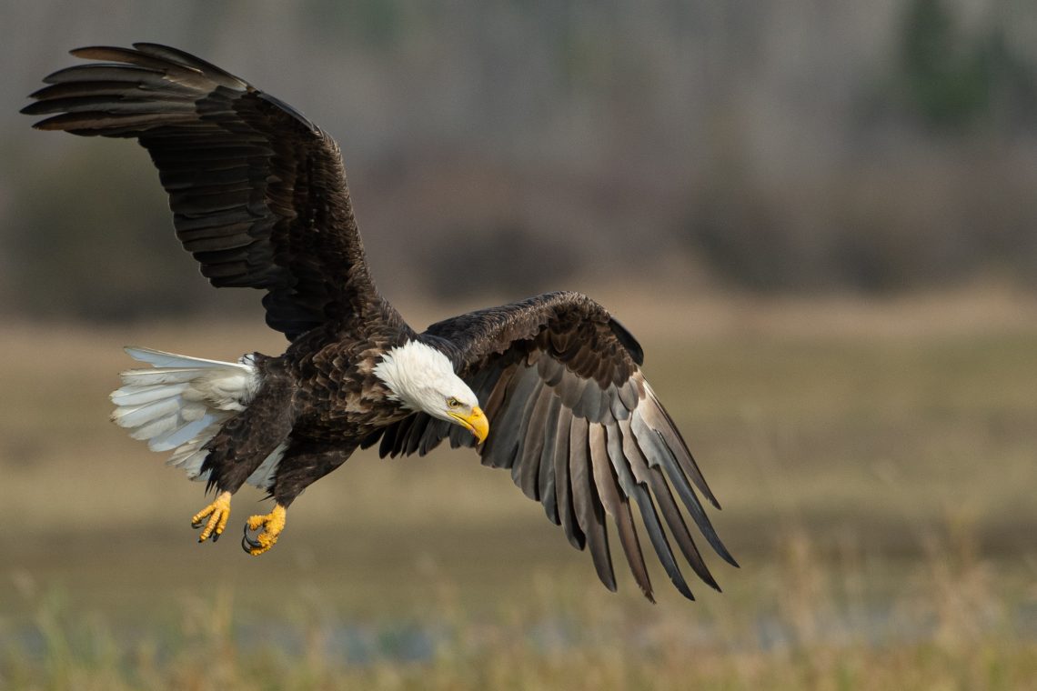 Wie Schnell Ist Ein Adler Adlerarten in Europa – Adler erkennen und bestimmen - Garten Tiere