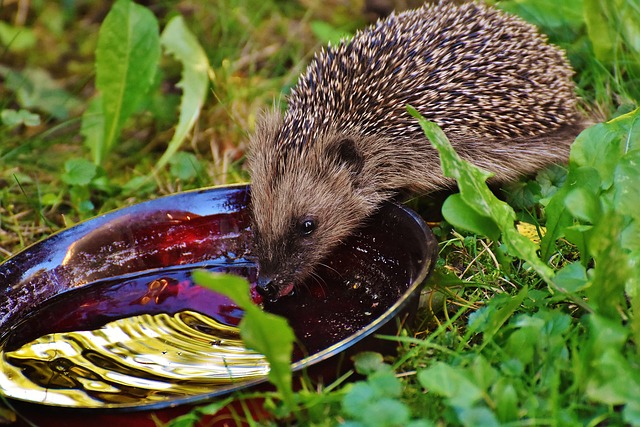Was Fressen Igel Alles Zur Ern hrung Und F tterung